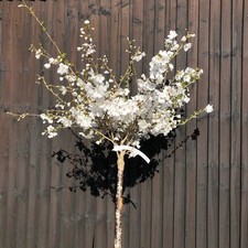Prunus incisa bride for sale  SOUTHAMPTON