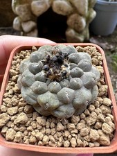 Copiapoa barquitensis. own usato  Valdastico