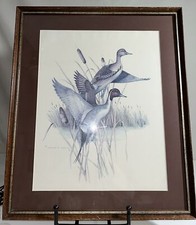 Pin tail ducks for sale  Falling Waters