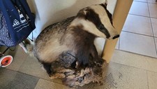 Dachs präpariert gebraucht kaufen  Rheda-Wiedenbrück