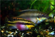 Kribensis cichlids breeding for sale  Portageville