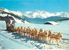 Animaux chiens samoyède d'occasion  Fruges