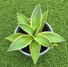 Agave desmetiana variegata for sale  UK
