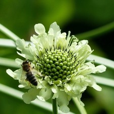 Cephalaria gigantea 2ltr for sale  NORWICH