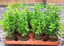 12cm pot box for sale  BIRMINGHAM