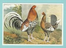 Poultry rob roy for sale  BIRCHINGTON