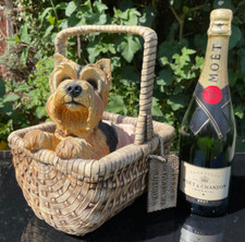 Large yorkshire terrier for sale  DAVENTRY