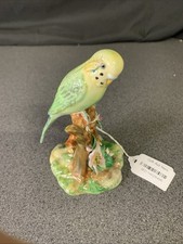 english budgie for sale  BLACKPOOL