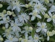 Wild clematis seed for sale  GREAT MISSENDEN