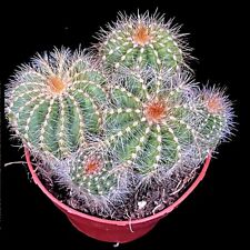 Notocactus warasii balloon for sale  LEIGH