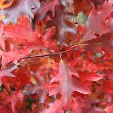 Quercus rubra red for sale  NORTHWICH