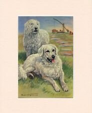 Komondor kuvasz original for sale  COLEFORD