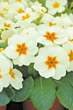 Primrose x20 garden for sale  BRISTOL