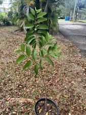 Flowering green sugar for sale  USA