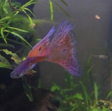 guppies fry guppy for sale  Groveland