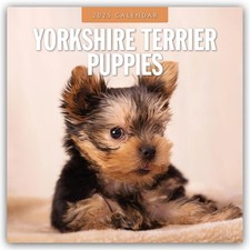 Yorkshire terrier puppies d'occasion  Lyon I
