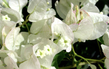 Bougainvillea sea foam for sale  BECCLES
