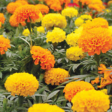 Crackerjack mix marigold for sale  Tarpon Springs