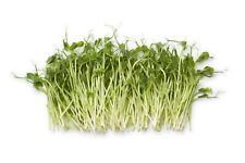 Vegetable pea sprouting for sale  WREXHAM