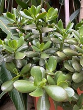 130 cuttings crassula for sale  Los Angeles