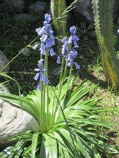 Spanish blue bell for sale  Glendora
