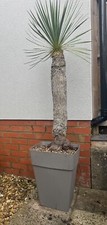Large yucca rostrata for sale  KETTERING
