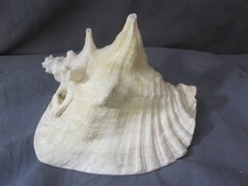 Vintage conch shell for sale  Copiague