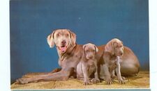 Dog weimaraner mother for sale  Carleton