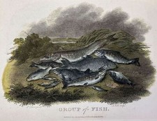 Group fish natura usato  Foligno