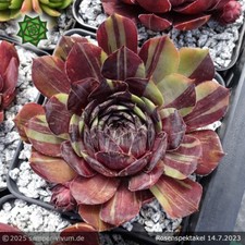 sempervivum gebraucht kaufen sempervivum gebraucht kaufen Drachselsried