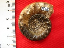 Ammonite bathonien zigzagicera d'occasion  La Chapelle-Saint-Luc