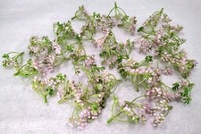 Small flower heads for sale  LINCOLN