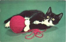 Playful adorable black for sale  Lakewood