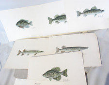 les kouba prints for sale les kouba prints for sale Stillwater