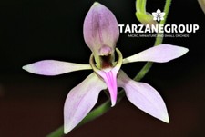 Ancistrochilus rothschildianus for sale  Miami