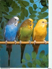 Animals birds parrot d'occasion  Expédié en Belgium
