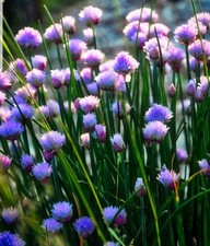 Chives herb plant for sale  STOKE-ON-TRENT
