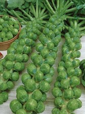 500 green gems for sale  Spring City