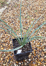 Yucca filifera yucca d'occasion Yucca filifera yucca d'occasion  Mont-près-Chambord