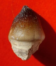 Dent mosasaure globidens d'occasion  Cuxac-d'Aude