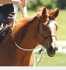 Parelli natural horsemanship for sale Parelli natural horsemanship for sale  LLANYBYDDER