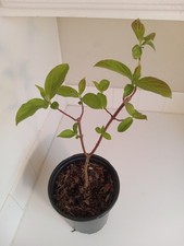 Gray dogwood bush for sale  Leland