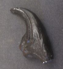 Inch velociraptor claw for sale  Milford