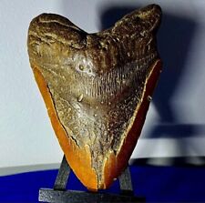 Giant megalodon fossilized for sale  Chestertown