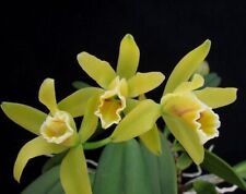 Orchis species cattleya for sale  Conroe