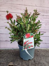 Callistemon citrinus red for sale  HARLOW