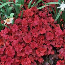 Heuchera hybrida cherry for sale  Shipping to Ireland