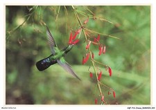 Aqfp16 1090 oiseau d'occasion  France