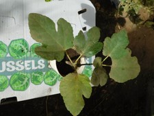 prolific osborne fig tree for sale prolific osborne fig tree for sale Julian