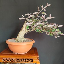 Pre bonsai vitex usato  San Pancrazio Salentino
